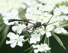 Gasteruption caucasicum