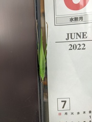 Euconocephalus varius