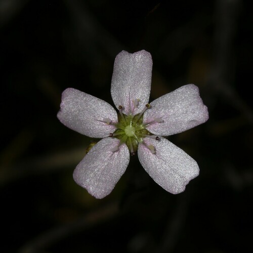 Drosera mannii