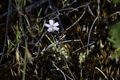 Drosera mannii