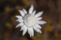 Actinotus leucocephalus
