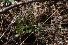 Lobelia anceps