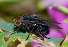 Calliphora vomitoria