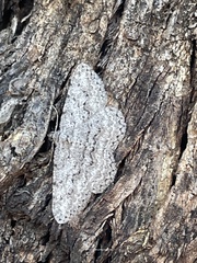 Psilosticha absorpta