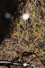 Actinotus leucocephalus