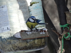 Cyanistes caeruleus
