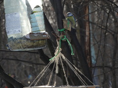 Cyanistes caeruleus