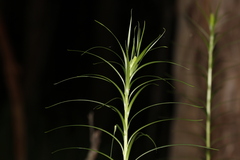 Lilium formosanum