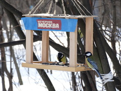 Parus major