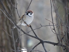 Passer montanus