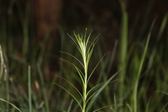 Lilium formosanum