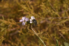 Oxythyrea