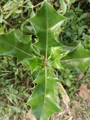 Acanthus ilicifolius