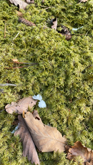 Hylocomium splendens