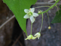 Echinopepon wrightii