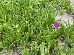 Carpobrotus dimidiatus