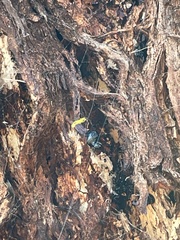 Scutiphora pedicellata