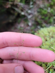 Poa breviglumis