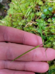 Poa breviglumis