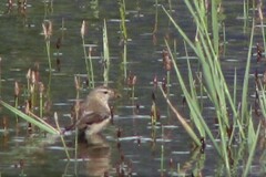 Saxicola maurus