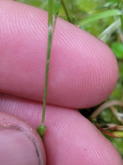 Poa breviglumis