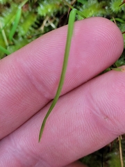 Poa breviglumis