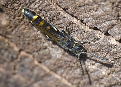 Monosapyga clavicornis