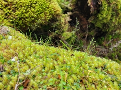 Poa breviglumis