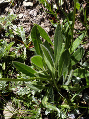 Biscutella laevigata