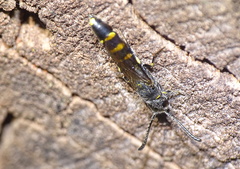 Monosapyga clavicornis