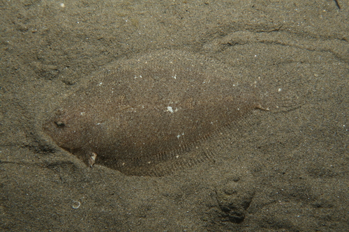 Scaldfish (Arnoglossus laterna) — Bothidae — 2