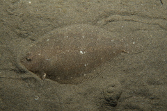 Arnoglossus laterna