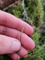 Carex minor