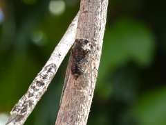 Amphipsalta cingulata