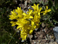 Biscutella laevigata