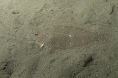 Arnoglossus laterna