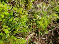 Carex minor