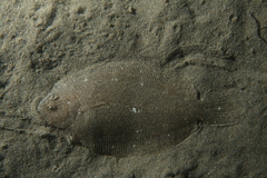 Arnoglossus laterna