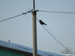 Corvus corone orientalis