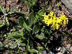 Biscutella laevigata