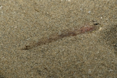Pomatoschistus marmoratus