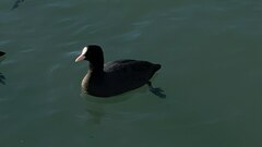 Fulica atra