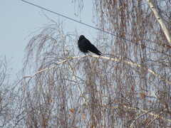 Corvus corone orientalis