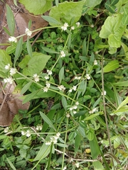 Alternanthera bettzickiana