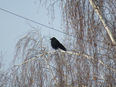 Corvus corone orientalis