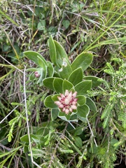 Helichrysum appendiculatum