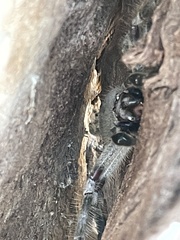 Isopeda canberrana
