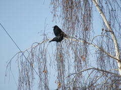 Corvus corone orientalis