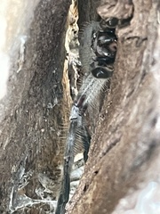 Isopeda canberrana