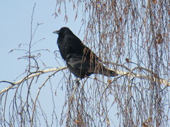Corvus corone orientalis